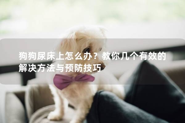 狗狗尿床上怎么辦？教你幾個有效的解決方法與預防技巧