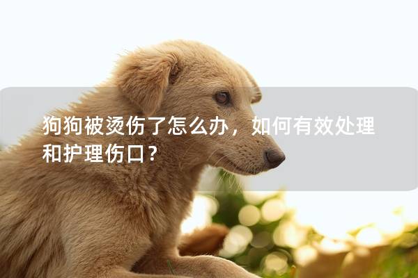 狗狗被燙傷了怎么辦，如何有效處理和護理傷口？