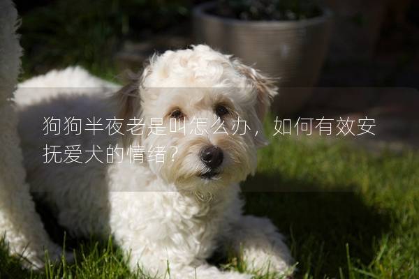 狗狗半夜老是叫怎么辦，如何有效安撫愛犬的情緒？