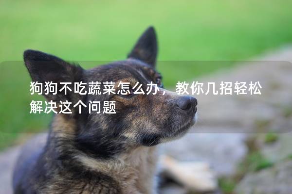 狗狗不吃蔬菜怎么辦，教你幾招輕松解決這個問題
