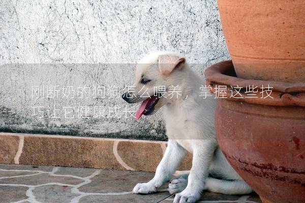 剛斷奶的狗狗怎么喂養(yǎng)，掌握這些技巧讓它健康成長(zhǎng)