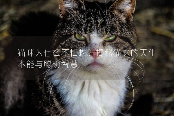 貓咪為什么不怕蛇？揭秘貓咪的天生本能與聰明智慧