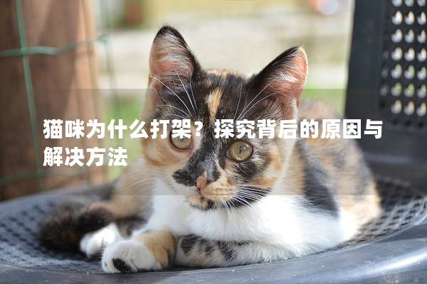 貓咪為什么打架？探究背后的原因與解決方法