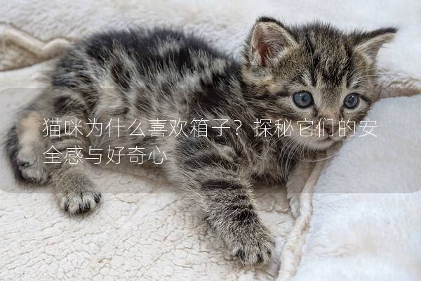 貓咪為什么喜歡箱子？探秘它們的安全感與好奇心