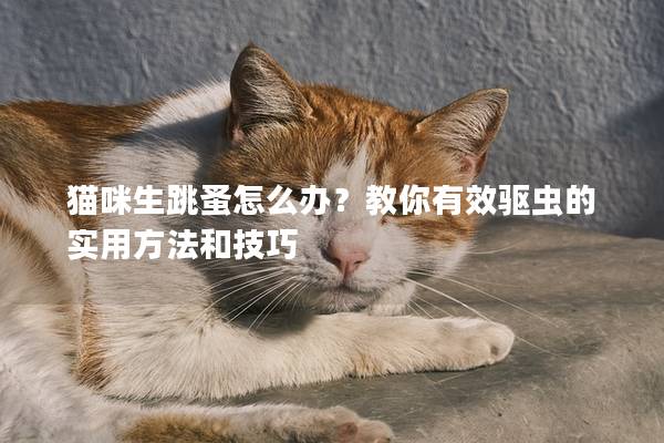 貓咪生跳蚤怎么辦？教你有效驅蟲的實用方法和技巧