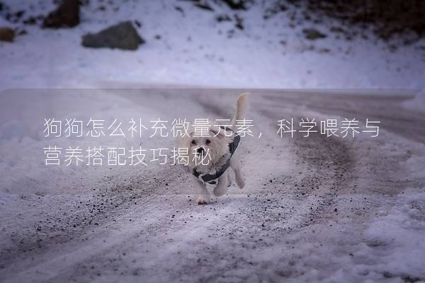 狗狗怎么補充微量元素，科學喂養與營養搭配技巧揭秘