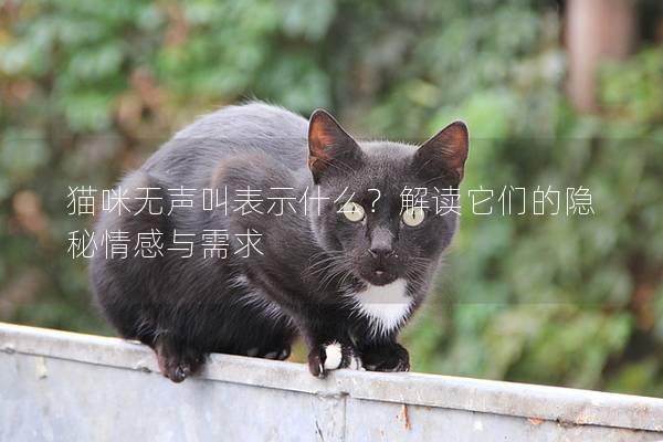 貓咪無聲叫表示什么？解讀它們的隱秘情感與需求