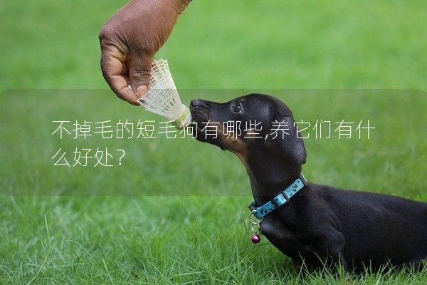 不掉毛的短毛狗有哪些,養(yǎng)它們有什么好處? 不掉毛的短毛狗有哪些,養(yǎng)它們有什么好處?