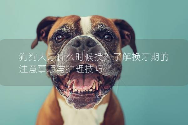 狗狗大牙什么時候換？了解換牙期的注意事項與護理技巧