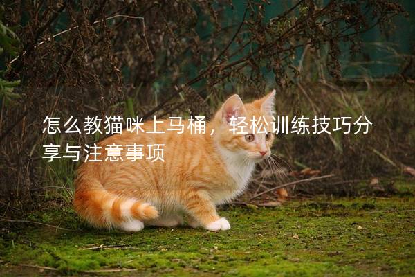 怎么教貓咪上馬桶，輕松訓練技巧分享與注意事項