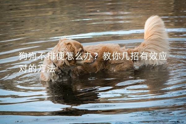 狗狗不排便怎么辦？教你幾招有效應對的方法
