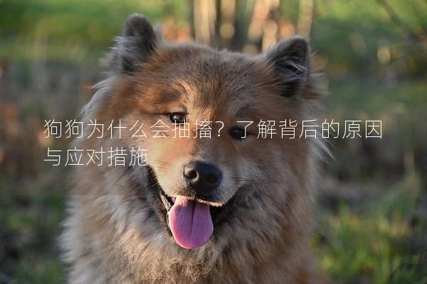 狗狗為什么會抽搐？了解背后的原因與應對措施