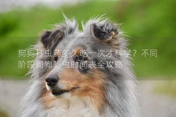 狗狗打蟲藥多久吃一次才科學？不同階段狗狗驅蟲時間表全攻略