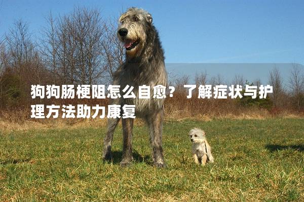 狗狗腸梗阻怎么自愈？了解癥狀與護(hù)理方法助力康復(fù)