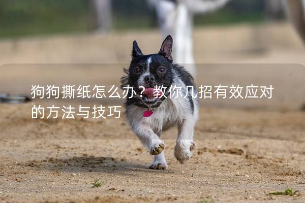 狗狗撕紙怎么辦？教你幾招有效應對的方法與技巧