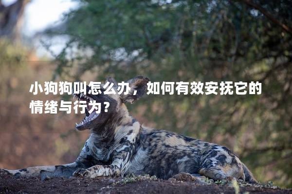 小狗狗叫怎么辦，如何有效安撫它的情緒與行為？