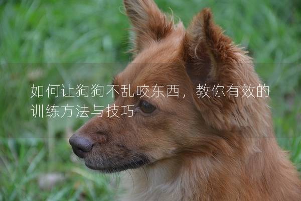 如何讓狗狗不亂咬東西，教你有效的訓練方法與技巧