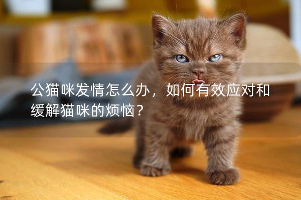 公貓咪發(fā)情怎么辦，如何有效應(yīng)對(duì)和緩解貓咪的煩惱？