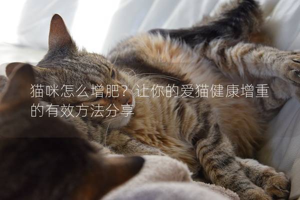 貓咪怎么增肥？讓你的愛貓健康增重的有效方法分享
