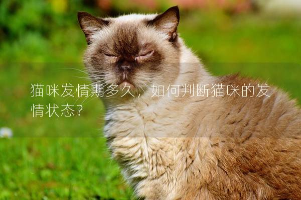 貓咪發情期多久，如何判斷貓咪的發情狀態？