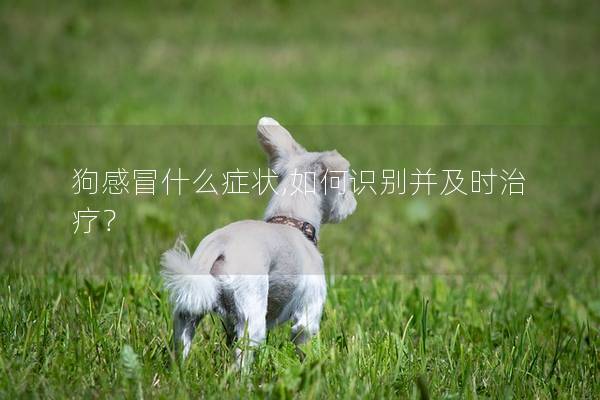 狗感冒什么癥狀,如何識別并及時治療？