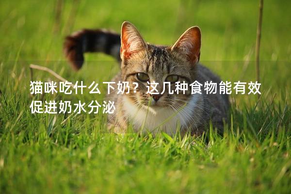 貓咪吃什么下奶？這幾種食物能有效促進奶水分泌