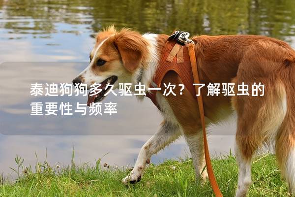 泰迪狗狗多久驅(qū)蟲一次？了解驅(qū)蟲的重要性與頻率