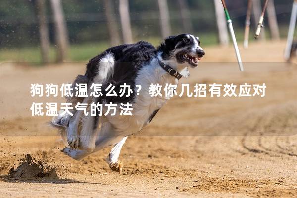 狗狗低溫怎么辦？教你幾招有效應(yīng)對低溫天氣的方法