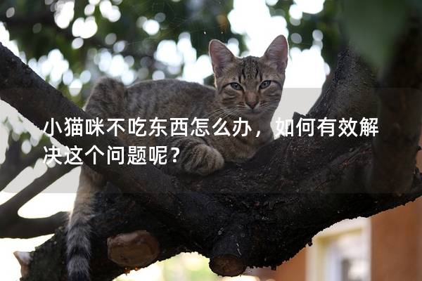 小貓咪不吃東西怎么辦，如何有效解決這個問題呢？