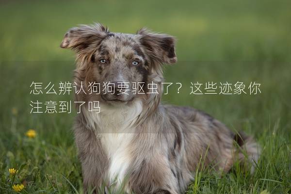 怎么辨認(rèn)狗狗要驅(qū)蟲(chóng)了？這些跡象你注意到了嗎