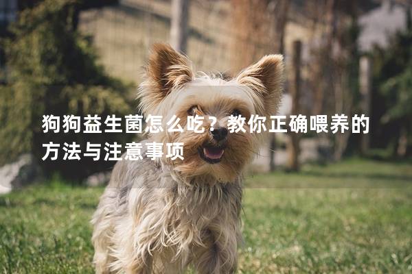 狗狗益生菌怎么吃？教你正確喂養的方法與注意事項
