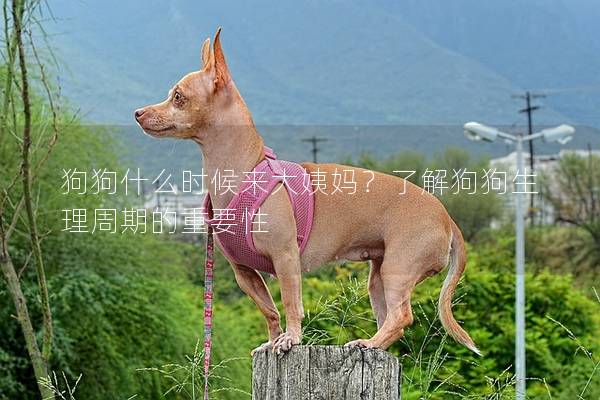 狗狗什么時候來大姨媽？了解狗狗生理周期的重要性