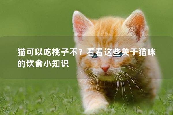 貓可以吃桃子不？看看這些關(guān)于貓咪的飲食小知識(shí)