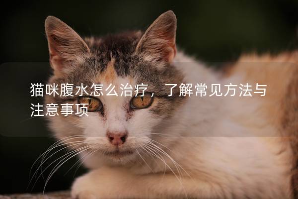 貓咪腹水怎么治療，了解常見方法與注意事項