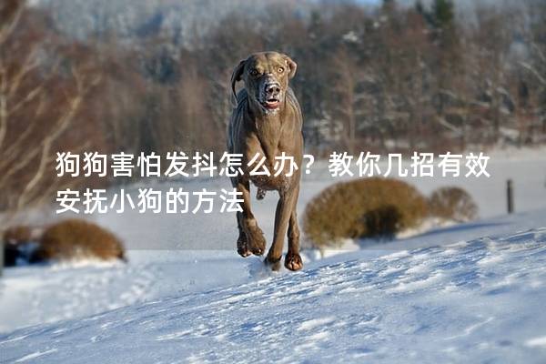 狗狗害怕發抖怎么辦？教你幾招有效安撫小狗的方法