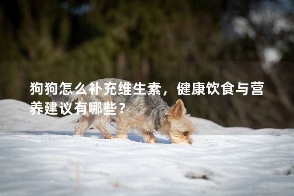 狗狗怎么補充維生素，健康飲食與營養建議有哪些？