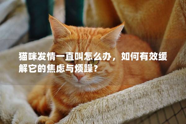 貓咪發情一直叫怎么辦，如何有效緩解它的焦慮與煩躁？