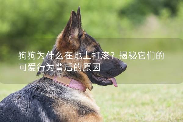 狗狗為什么在地上打滾？揭秘它們的可愛行為背后的原因