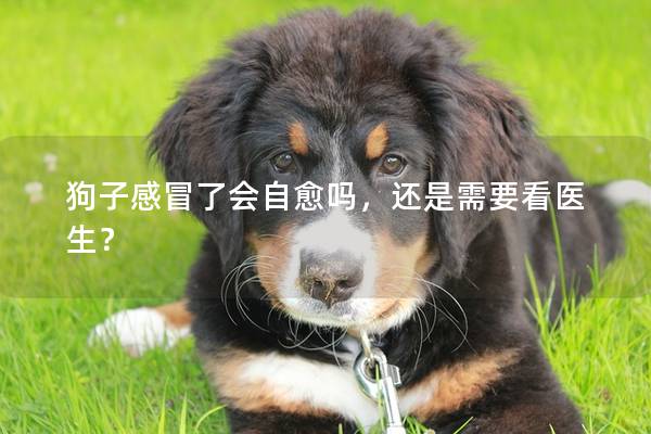狗子感冒了會(huì)自愈嗎,還是需要看醫(yī)生? 狗子感冒了會(huì)自愈嗎,還是需要看醫(yī)生?