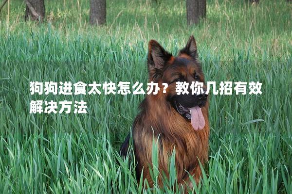 狗狗進食太快怎么辦？教你幾招有效解決方法