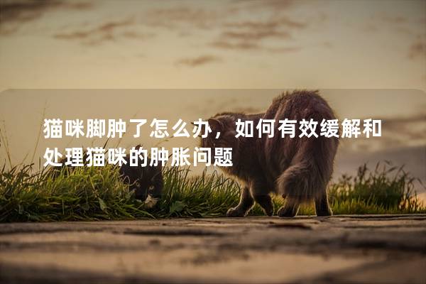 貓咪腳腫了怎么辦，如何有效緩解和處理貓咪的腫脹問題