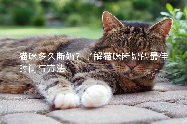 貓咪多久斷奶？了解貓咪斷奶的最佳時間與方法