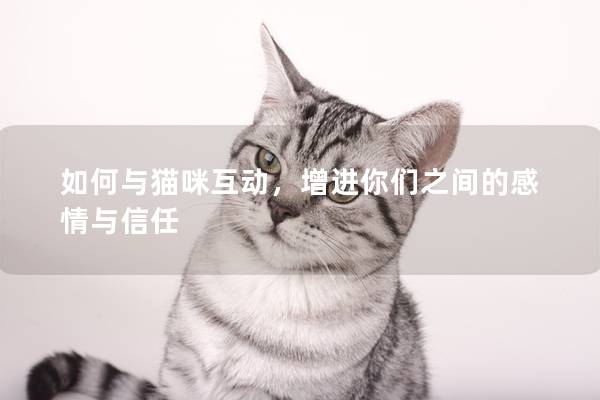 如何與貓咪互動，增進你們之間的感情與信任
