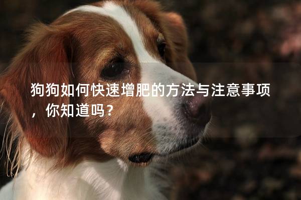 狗狗如何快速增肥的方法與注意事項(xiàng)，你知道嗎？