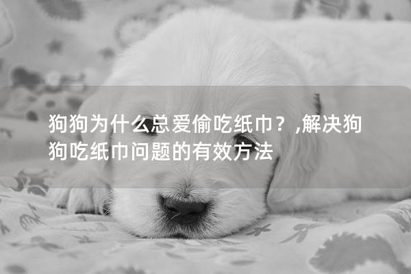 狗狗為什么總愛偷吃紙巾？,解決狗狗吃紙巾問題的有效方法