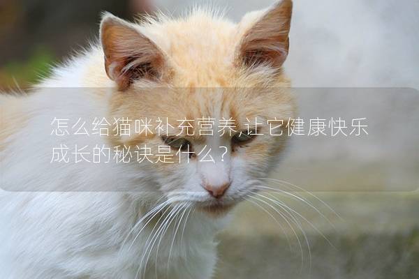 怎么給貓咪補充營養,讓它健康快樂成長的秘訣是什么？