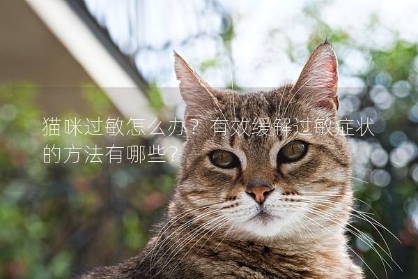 貓咪過敏怎么辦？有效緩解過敏癥狀的方法有哪些？
