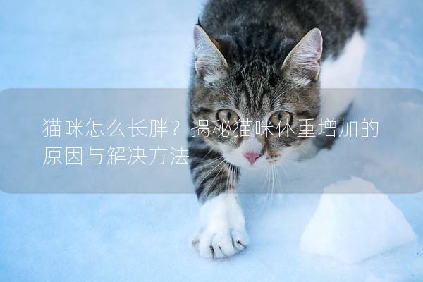 貓咪怎么長(zhǎng)胖？揭秘貓咪體重增加的原因與解決方法