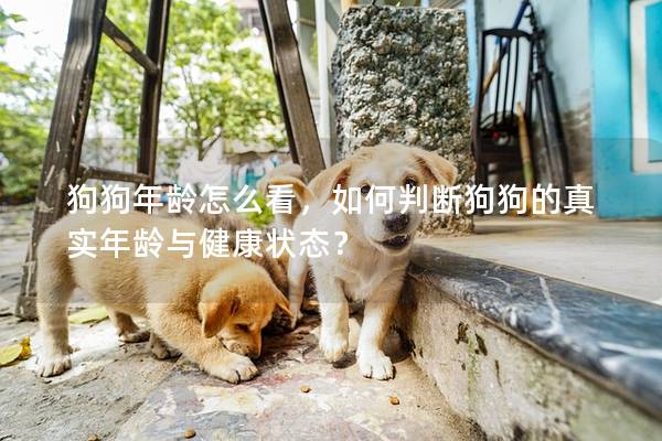 狗狗年齡怎么看，如何判斷狗狗的真實年齡與健康狀態(tài)？