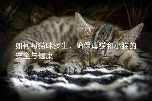 如何幫貓咪接生，確保母貓和小貓的安全與健康